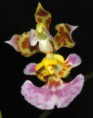 /album/flora/oncidium-min-kub-002-jpg/